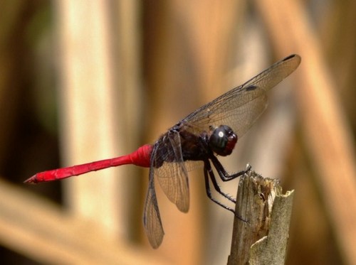 Red Dragon Fly