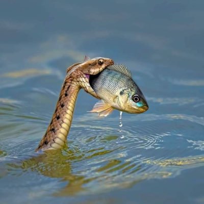 nyantaimincha's profile picture. Hearts on cave with darkTZ