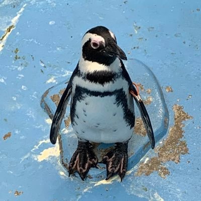 skurauchi523's profile picture. アニヲタが麻雀にハマり、週末はJRAで資産運用しているアカウンコ。