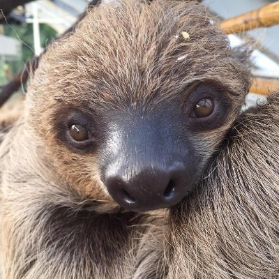 skarukzorka's profile picture. 