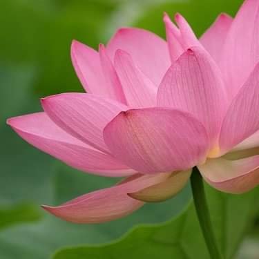 PeaceLoveJoyful's profile picture. Looking on the Bright Side ☀ Peace 🌼  Nature 🌲 Animals 🐾 Mindful Vegan 🌱