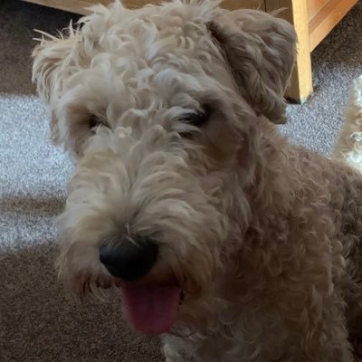 Teddy a fluff ball of Lakeland terrier  I live in Worthing with my brother Toby. occasionally we fight but most of the time we get on