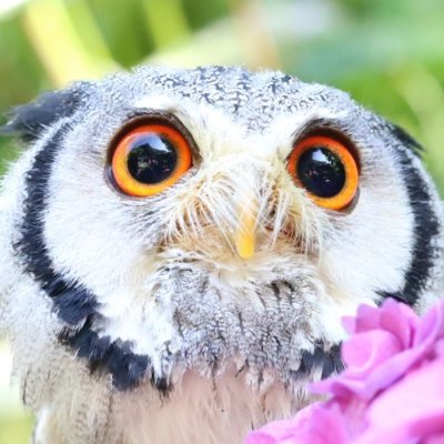 アウルの森 保護した動物の日記 幸運の白へびちゃんも元気にしています だいぶ大きくなりました アウルの森 保護した動物の日記 幸運の白へびちゃんも元気にしています だいぶ大きくなりました