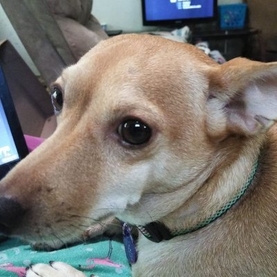 I was rescued from the shelter on March 9, 2019. I'm the goodest girl! I loves pizza, french fries and cheese.