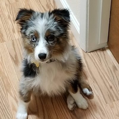 #Trump2024 Ultra Mega MAGA Republican Loving 💘 Australian Shepherds