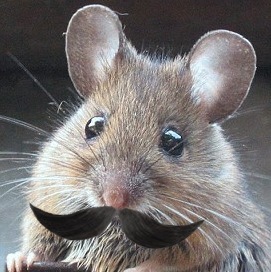 Flav0rSav0r's profile picture. Official twitter of the Power-Stache blog! Expert in moustaches, beards, goatees, side burns, soul patches, baldness and curly hair.