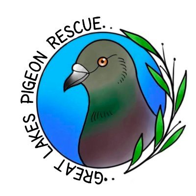 Pigeon and Dove Rescue and Adoption 🕊 info@greatlakespigeonrescue.org