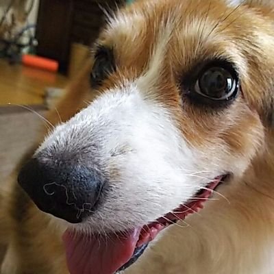 KURARACHAMA's profile picture. 2016.11.21に愛犬くららが虹の橋を渡りました。夢だったコーギーとの暮らしがくららとの出会いでかない、くららに感謝です。
いまだに大好きなくららに会いたいと願い続けてたりします😢
散歩とぬりえとゲームが好きです✨
美味しいもの大好きです🎵