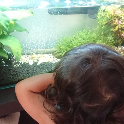 Poisson Charmさんから水草が届いたのですぐさまセットしてみました オトシンクルス達気に入ってくれるかなぁ エキノドルス 招き猫の日 大満足 魚も増やしたい Poisson Charmさんから水草が届いたのですぐさまセットしてみました オトシンクルス達気に入ってくれるかなぁ エキノドルス 招き猫の日 大満足 魚も増やしたい
