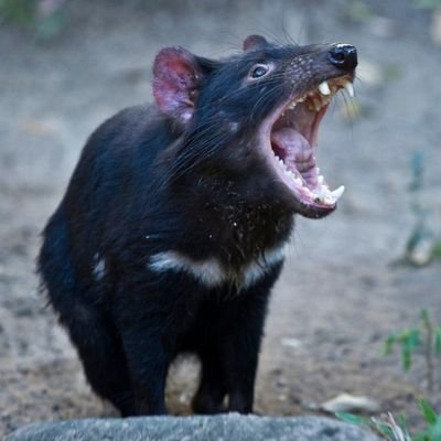 RedmannMr's profile picture. 