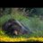 savoy06's profile image