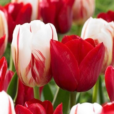 xinliyouhuayuan's profile picture. 