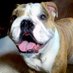 Fanny the bulldog (@fannybulldog) Twitter profile photo Fanny the bulldog (@fannybulldog) Twitter profile photo