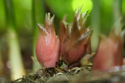 僕は茗荷(ミョウガ)くんです。🇯🇵においては古くから親しまれていますが、実は食用に栽培しているのは🇯🇵だけ。なので🇯🇵でしか食べられない僕ですが、🇯🇵日本の伝統を次世代へ継承していきたいと思ってツイッター始めてみましたよ!よろしくね。