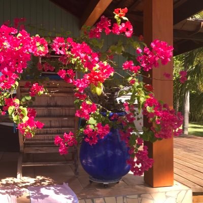 juliaperrynz's profile picture. 