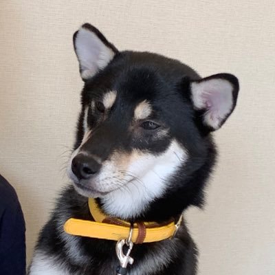 Chikanoyamato 我が家に来て7か月 体重がちょうど5倍になりました 犬 かわいい チワワ 柴犬 ミックス犬