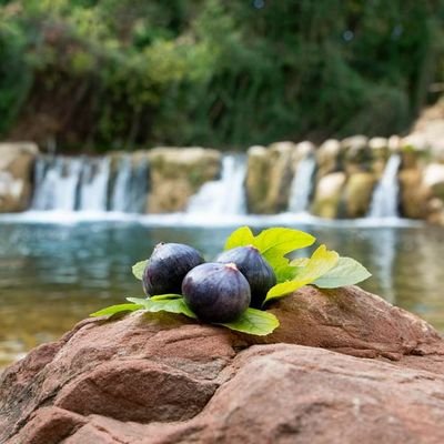 L'Office de Tourisme intercommunal de la Vallée du Gapeau vous propose des idées balades, sorties et bons plans pour vos moments d'évasion +33 4 94 28 92 35