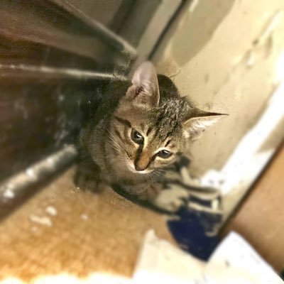 WhiteTiger4051's profile picture. 
