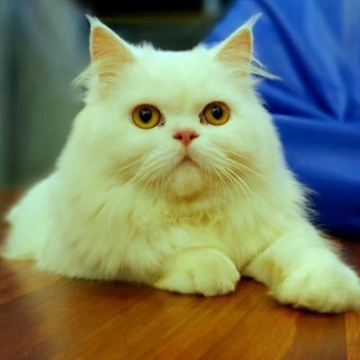 Venky156's profile picture. Front-end Developer(HTML5, CSS3, Jquery, JavaScript, Angular Js), Cricket, Chelsea F.C. ,Movies, Books etc...