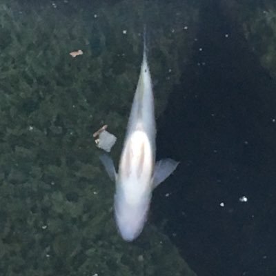 Wil_S_L's profile picture. 20↑.好きなものを好きなだけ見たい垢。そっとしておいてあげて下さい。I love your beauty,cute,or nsfw contents.