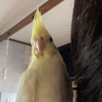 香川県で迷子のオカメインコを探しています (@hirojiokame) Twitter profile photo