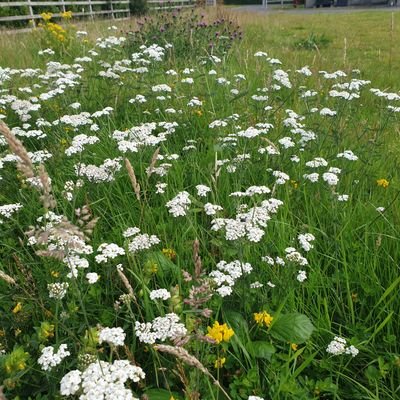 Wildlife, meadows, native biodiversity, saol na Gaeilge. Johnrossmacmahon@hotmail.com