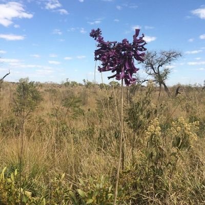 Mastozoologa, professora universitária da ufscar