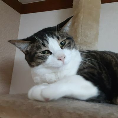 渋谷区でSESのエンジニアから営業になりました!沢山の会社と協力体制が築けるように奮闘中!
#ff14#パチンコ#カラオケ#ダーツ#テニス#猫
フォローなどはお気軽に☆
内容はうちの猫かわいい系をつぶやくことが多いかも