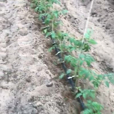 ‏مزارع كويتي