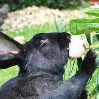 liker of rabbits | blocker of paid blue checkmarks(@queershitposter) 's Twitter Profile Photo