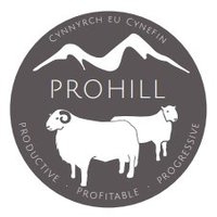ProHill (@prohill_sheep) 's Twitter Profile