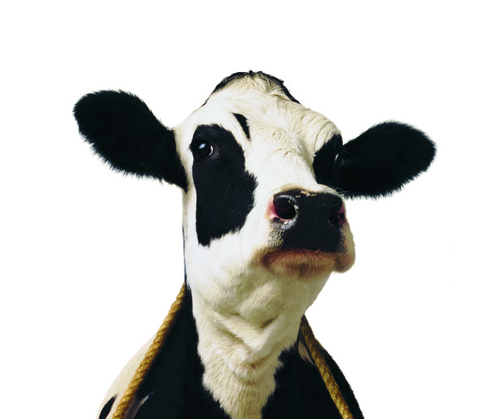 QueenCreekCFA's profile picture. Official Twitter profile for the Chick-Fil-A in Queen Creek, Arizona. Follow us for special promotions. We love our Raving Fans!