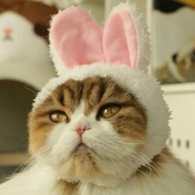 ⋮⋮00line⋮⋮monstax⋮⋮ウォノ🐰⋮⋮ 愛知 ⋮⋮ ♡♡私の宇宙一大事な子♡♡→🐺@mstx_ch_mr⋮ ♡♡愛してる永遠の夫♡♡→🐶@g__genki__g⋮