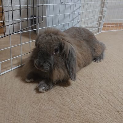 100km(10時間)以上を走る事が大好きな変態ドM 兎馬鹿 猫溺愛 子煩悩 競馬歴30年 松戸在住 宮城県育ち 仙台育英学園卒業 JAAFジュニアコーチ NSCA-CPT(認定トレーナー)
42km:2.46.30 100km:8.33.57
趣味でトライアスロン(主にIRONMAN)やってます