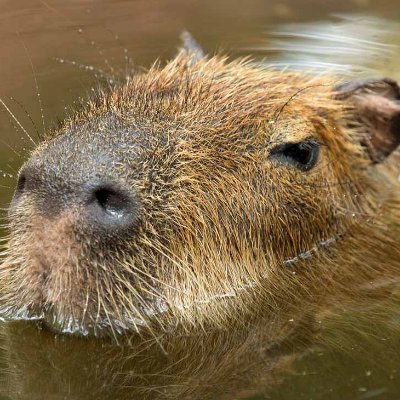 chaoticcapybara's profile picture. Total liberation.
