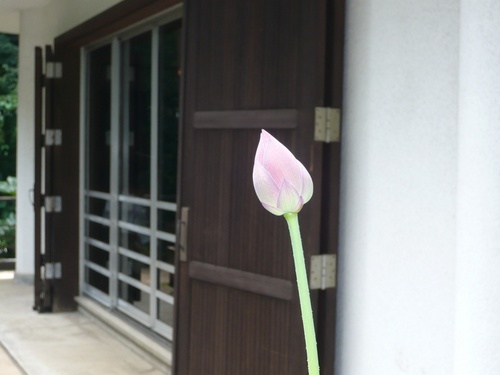 日蓮宗寺院です。住職である夫に代わり、主に留守番役の私がつぶやきます。

NPOロータスプロジェクト→https://t.co/Xlt93BCZTT