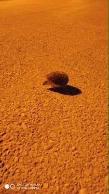 SahiciYalan's profile picture. kraldan çok halkçı,
GALATASARAY 💛❤️ sevdalısı