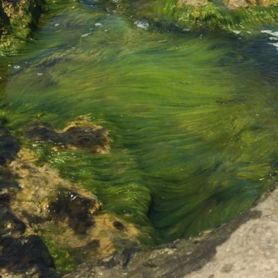 RahSahya's profile picture. arte