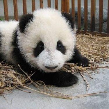 kubixiake's profile picture.