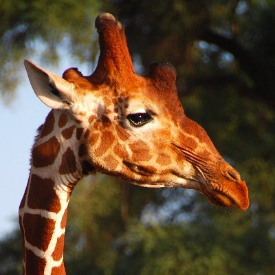 Please support giraffe conservation in the wild: https://t.co/4HuKwM0IGu