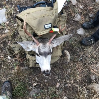 El_Lobo_Chuco's profile picture. Just here