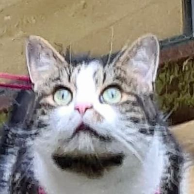 KwitMinor's profile picture. A minor f**kwit
#catsoftwitter