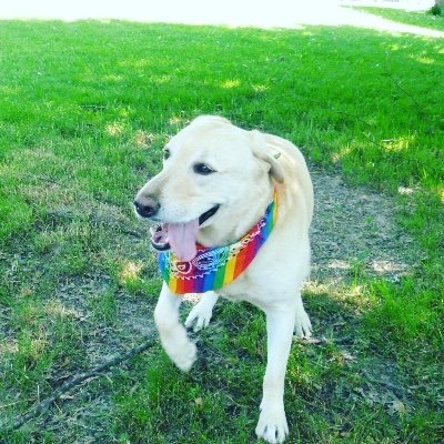 Adventures of a special 5 yr old puddle dancing yellow lab named Stevie. And his Ducky 🐥 #CerebellarHypoplasiaDogs #SpreadStevieJoy