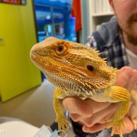 Dragon Man (@thebtmfdr) 's Twitter Profile