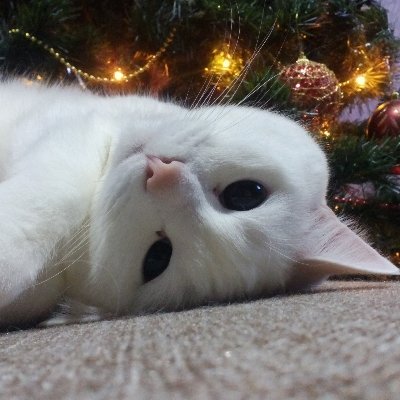 ACGenerator2's profile picture. 