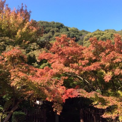 ichinonnonno's profile picture. 