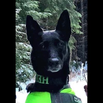 Paralegal & Dog Training, IGP/Working-dog Enthusiast, Proud supporter of LEOs, Their K9s, Military & MWDs. #KAG, #TRUMP2020!! 🇺🇸🔴NO DMs 🛑