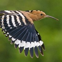 وهيب عبد الملك (@wahayb55) 's Twitter Profile