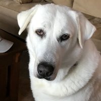 @MooseyDog-IV (@mooseydogiv) 's Twitter Profile