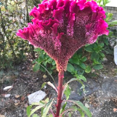 bnvGEO3XKJEGYLE's profile picture. 貴女をもっと知りたいです